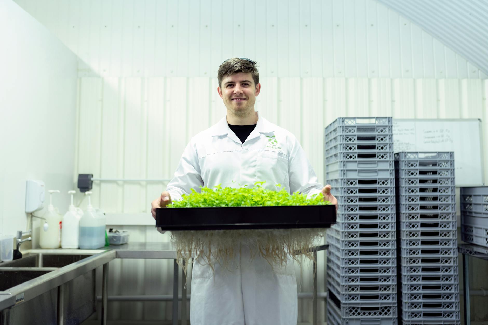 Hydroponic lettuce plants growing in vertical farming system without soil